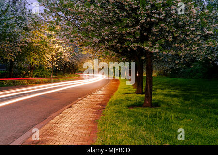 Light trails from cars on a street with spring trees. Light painting. Stock Photo