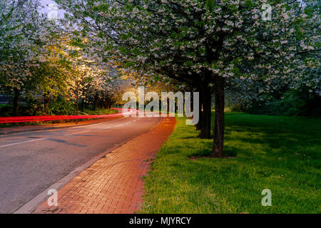 Light trails from cars on a street with spring trees. Light painting. Stock Photo