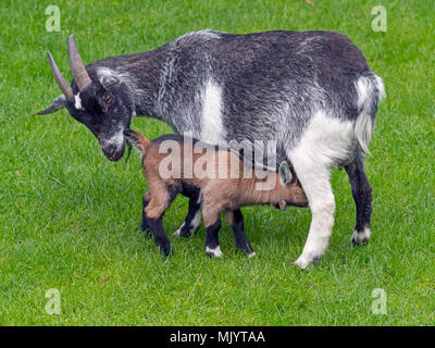 Pygmy Goat and suckling kid Stock Photo