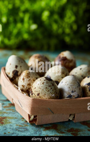 Quail eggs in the box on blue textured surface with green blurred natural leaves background, selective focus, close-up. Conceptual Easter still life.  Stock Photo