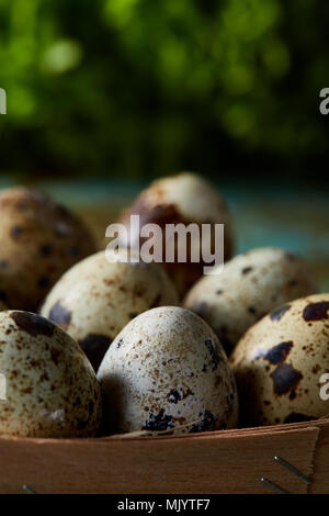 Quail eggs in the box on blue textured surface with green blurred natural leaves background, selective focus, close-up. Conceptual Easter still life.  Stock Photo