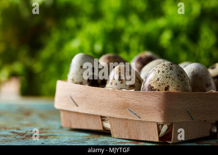 Quail eggs in the box on blue textured surface with green blurred natural leaves background, selective focus, close-up. Conceptual Easter still life.  Stock Photo