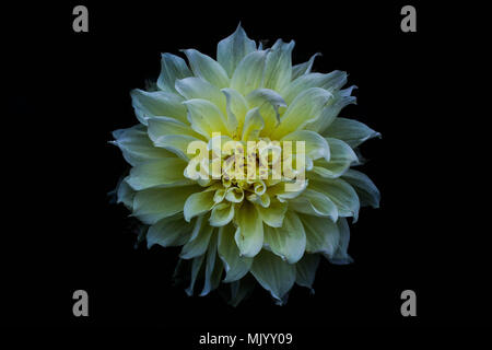 Closed composition of Chinese White Dahlia flower against black background Stock Photo