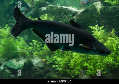 Big black iridescent shark pangasianodon hypophthalmus swimming underwater Stock Photo