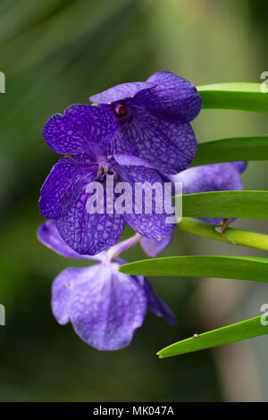 Purple vanda orchid flowers with leaves on green backgrounds Stock Photo