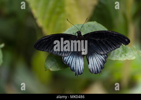 Black and blue papilio lowi zephyria exotic butterfly sitting on a green leaf Stock Photo