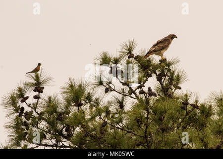 An American robin (Turdus migratorius) bravely perches behind a bird of prey, the red tailed hawk (Buteo jamaicensis) which occasionally eat birds. Stock Photo