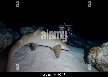 Female scuba diver watching Tawny nurse shark (Nebrius ferrugineus) at night Stock Photo