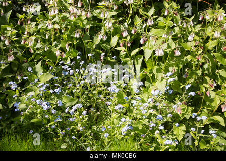 Forget-Me-Not, myosotis, with comfrey, Symphytum officinale, growing together in garden border, UK Stock Photo