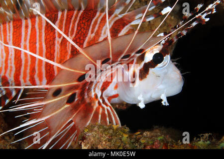Spotfin Lionfish Close-up (Pterois antennata). Anilao, Philippines Stock Photo