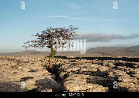 Lone tree on the slopes of Ingleborough,  North Yorkshire, England Stock Photo