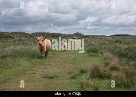 Illustration shows Scottish Highland cow and calf in the Dunes of Texel, Monday 16 May 2016, Texel, the Netherlands. Stock Photo