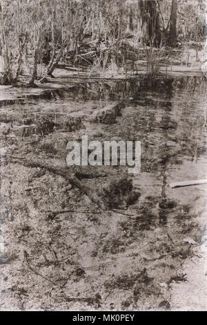 in australia mataranka  river the palm and the lake in the nature Stock Photo