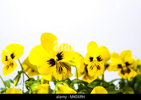 Yellow flowers against white background isolated Stock Photo