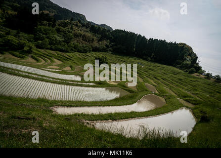 Paddy fields are typical feature of rice farming in southeast Asia. Built into steep hillsides as terraces they require intensive labor and irrigation. Stock Photo