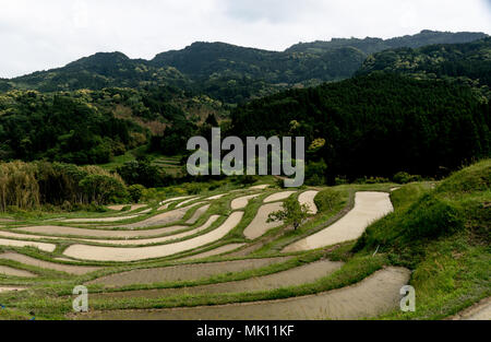 Paddy fields are typical feature of rice farming in southeast Asia. Built into steep hillsides as terraces they require intensive labor and irrigation. Stock Photo