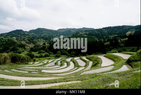 Paddy fields are typical feature of rice farming in southeast Asia. Built into steep hillsides as terraces they require intensive labor and irrigation. Stock Photo