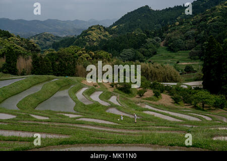 Paddy fields are typical feature of rice farming in southeast Asia. Built into steep hillsides as terraces they require intensive labor and irrigation. Stock Photo