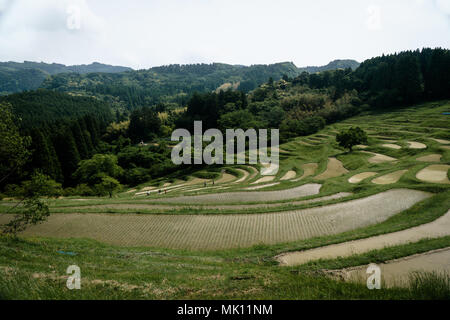 Paddy fields are typical feature of rice farming in southeast Asia. Built into steep hillsides as terraces they require intensive labor and irrigation. Stock Photo