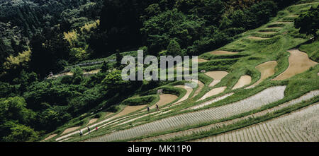 Paddy fields are typical feature of rice farming in southeast Asia. Built into steep hillsides as terraces they require intensive labor and irrigation. Stock Photo