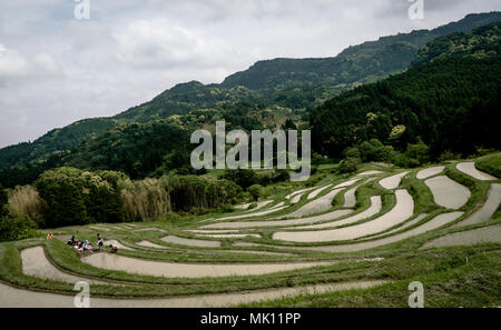 Paddy fields are typical feature of rice farming in southeast Asia. Built into steep hillsides as terraces they require intensive labor and irrigation. Stock Photo