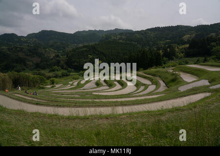 Paddy fields are typical feature of rice farming in southeast Asia. Built into steep hillsides as terraces they require intensive labor and irrigation. Stock Photo