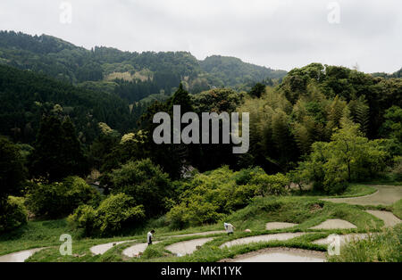 Paddy fields are typical feature of rice farming in southeast Asia. Built into steep hillsides as terraces they require intensive labor and irrigation. Stock Photo