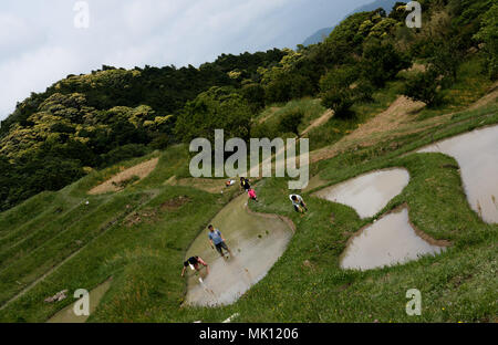 Paddy fields are typical feature of rice farming in southeast Asia. Built into steep hillsides as terraces they require intensive labor and irrigation. Stock Photo