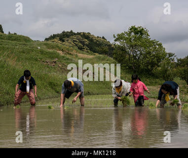 Paddy fields are typical feature of rice farming in southeast Asia. Built into steep hillsides as terraces they require intensive labor and irrigation. Stock Photo