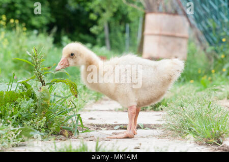 Goose chick eat in the farm Stock Photo