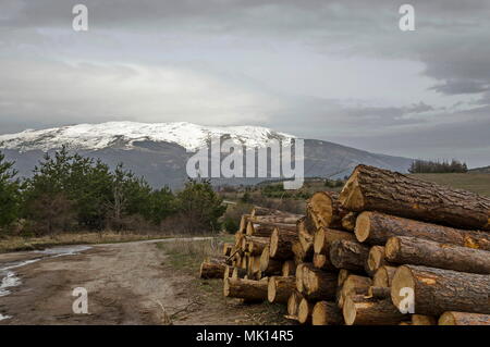 Side view of pile or stack of wood logs in Plana mountain, Bulgaria Stock Photo