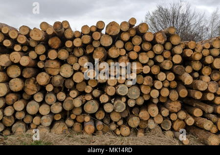 Side view of pile or stack of wood logs in Plana mountain, Bulgaria Stock Photo