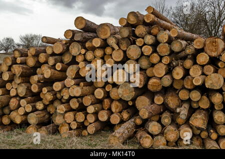 Side view of pile or stack of wood logs in Plana mountain, Bulgaria Stock Photo