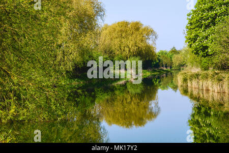 The beck (canal) flanked by thick vegetation and trees in spring colours on a peaceful day in Beverley, Yorkshire, UK. Stock Photo