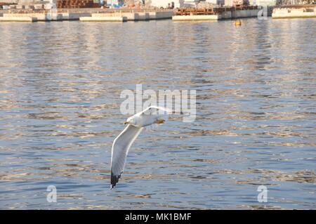 Seagull flying over Adriatic sea with open wings Stock Photo
