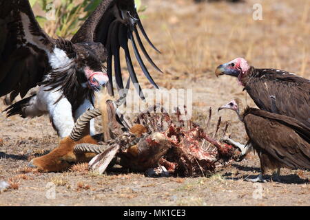 lappet-faced vultures fighting feeds on a puku carcass in Kafue National Park, Zambia Stock Photo