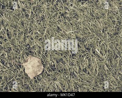 Soccer play field grass and fallen dry autumn leaf. Dotted by tree pollen. Artificial green turf texture in detail view. Stock Photo