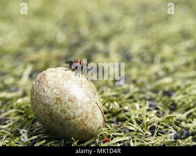 Black house fly found cracked empty bird  shell.  The bird eggshell in the grass. Wild life macro. New life is born, opened egg in nature Stock Photo