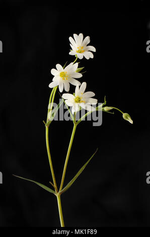Greater stichwort flowers and foliage isolated against black Stock Photo