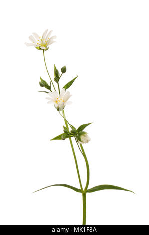 Greater stichwort, Stellaria holostea, flowers and foliage isolated against white Stock Photo