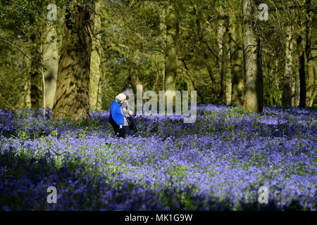 People enjoy the warm weather as they walk amongst the bluebells on the Blickling Estate in Norfolk. Sun worshippers are set to sizzle in the spring heatwave, with Bank Holiday Monday forecast to be the hottest since records began. Stock Photo