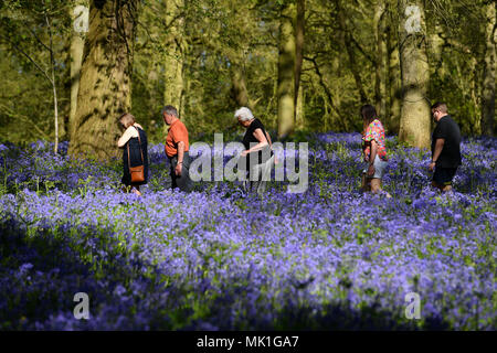 People enjoy the warm weather as they walk amongst the bluebells on the Blickling Estate in Norfolk. Sun worshippers are set to sizzle in the spring heatwave, with Bank Holiday Monday forecast to be the hottest since records began. Stock Photo