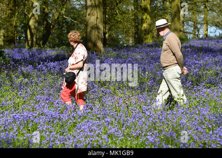 People enjoy the warm weather as they walk amongst the bluebells on the Blickling Estate in Norfolk. Sun worshippers are set to sizzle in the spring heatwave, with Bank Holiday Monday forecast to be the hottest since records began. Stock Photo