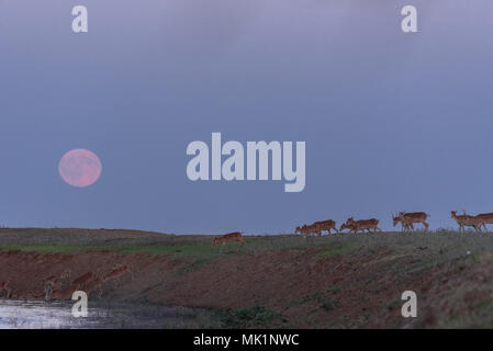 Saiga tatarica, Chyornye Zemli (Black Lands) Nature Reserve,  Kalmykia region, Russia. Stock Photo