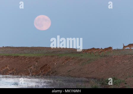 Saiga tatarica, Chyornye Zemli (Black Lands) Nature Reserve,  Kalmykia region, Russia. Stock Photo