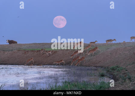 Saiga tatarica, Chyornye Zemli (Black Lands) Nature Reserve,  Kalmykia region, Russia. Stock Photo