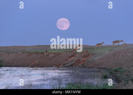 Saiga tatarica, Chyornye Zemli (Black Lands) Nature Reserve,  Kalmykia region, Russia. Stock Photo