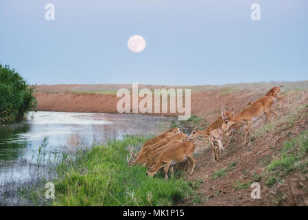 Saiga tatarica, Chyornye Zemli (Black Lands) Nature Reserve,  Kalmykia region, Russia. Stock Photo