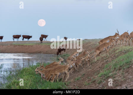 Saiga tatarica, Chyornye Zemli (Black Lands) Nature Reserve,  Kalmykia region, Russia. Stock Photo