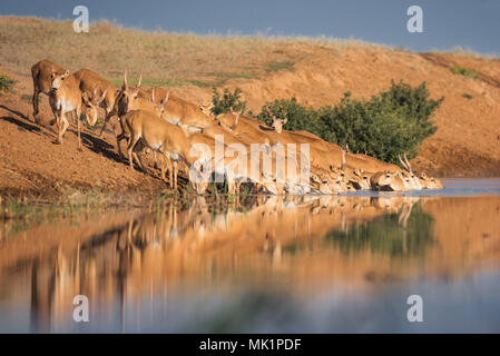 Saiga tatarica, Chyornye Zemli (Black Lands) Nature Reserve,  Kalmykia region, Russia. Stock Photo